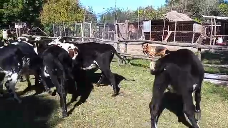 Lote (Vendido)8 Vaquillonas 1 a 2 años NORMANDO a remate en Pantalla Camy Mayo - Desde La Cuenca 280kg - , San José