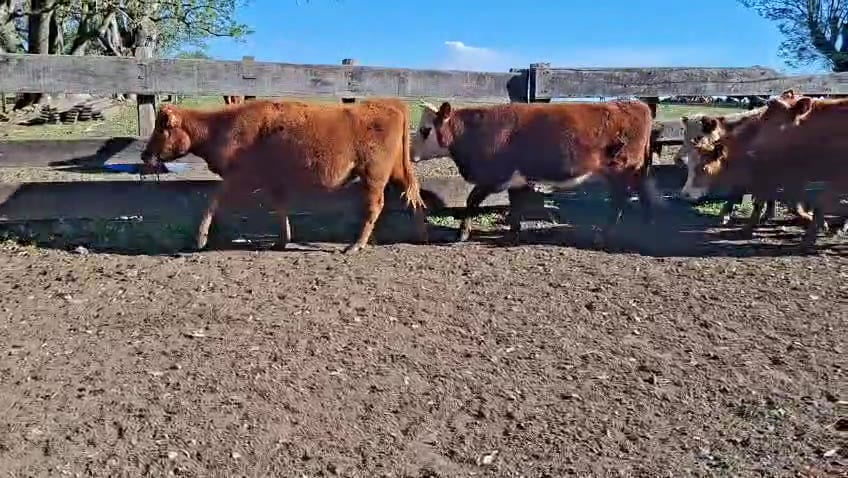 Lote VAQUILLONAS PREÑADAS