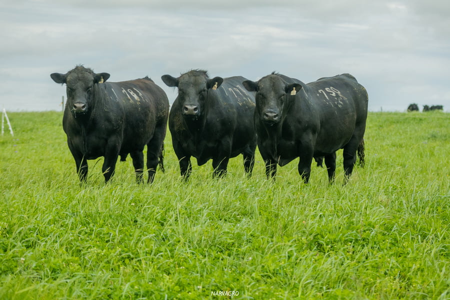 Lote Toros PI 3 AÑOS