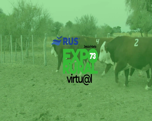 Lote TORO BRAFORD GEN. INTERMEDIA