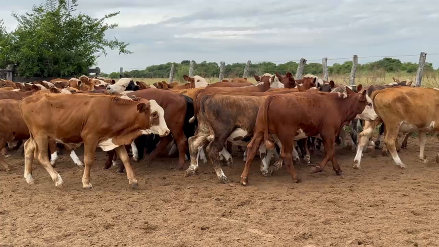 Lote 115 Terneros en Corrientes, Chavarría