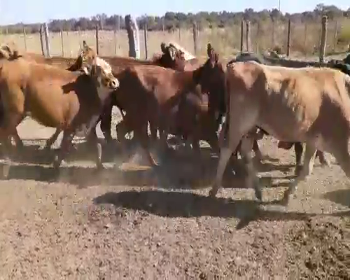 Lote 48 Vaquillonas en Paso de La Patria, Corrientes