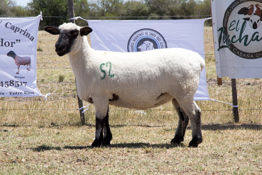 Lote OVINO HAMPSHIRE D. HEMBRA PPC