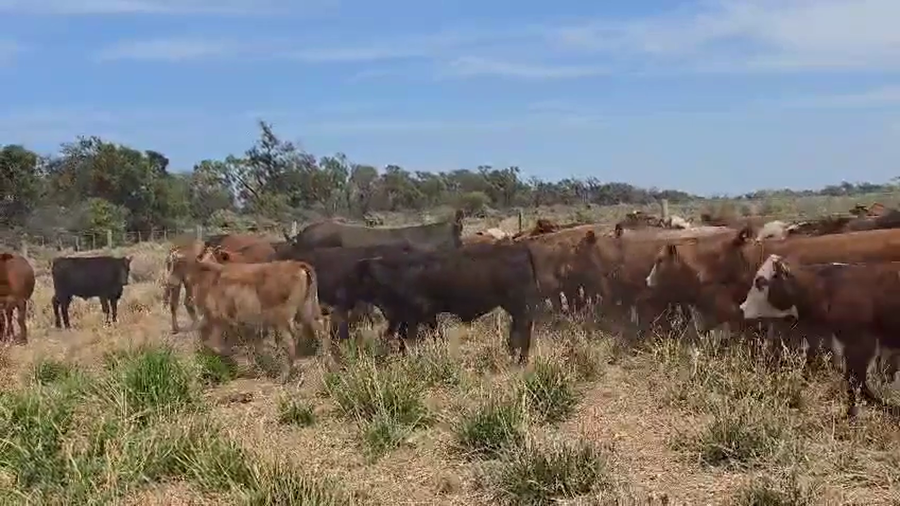 Lote 120 Terneras en Salta, J. V. Gonzalez