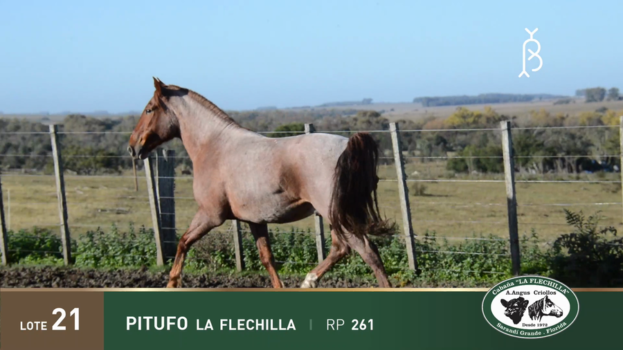 Lote PITUFO LA FLECHILLA