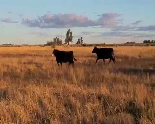 Lote 33 Vacas PREÑADAS medio uso en Tapalqué, Buenos Aires