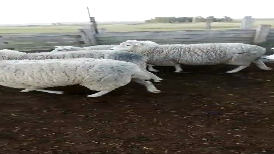 Lote OVEJAS ENCARNERADAS