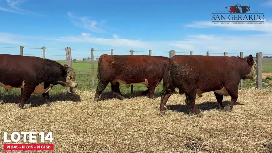 Lote Toros Polled Hereford