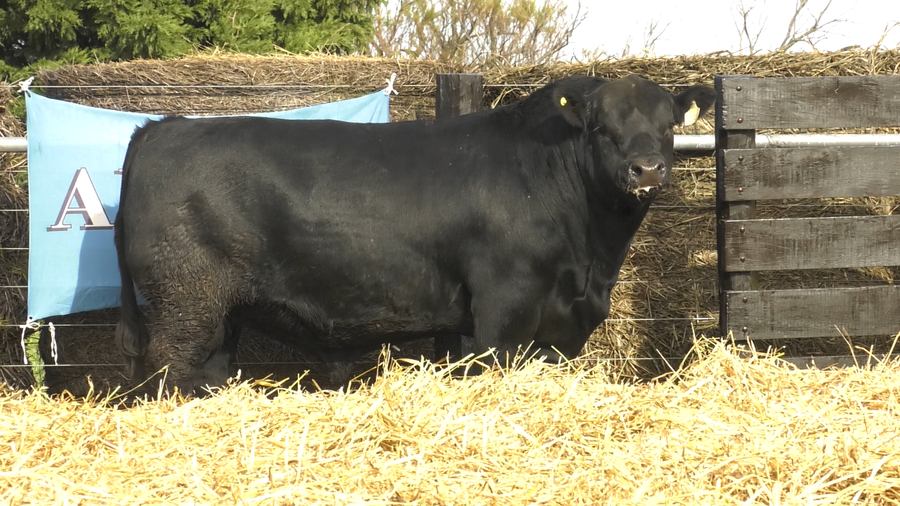 Lote TOROS ABERDEEN ANGUS PP