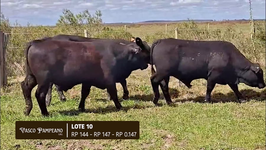 Lote TOROS BRANGUS