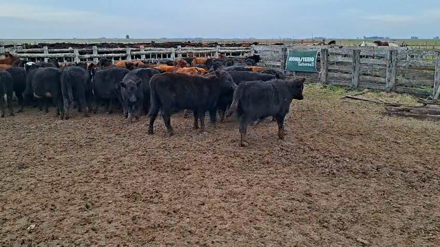 Lote 65 Terneros/as en Gral. Belgrano