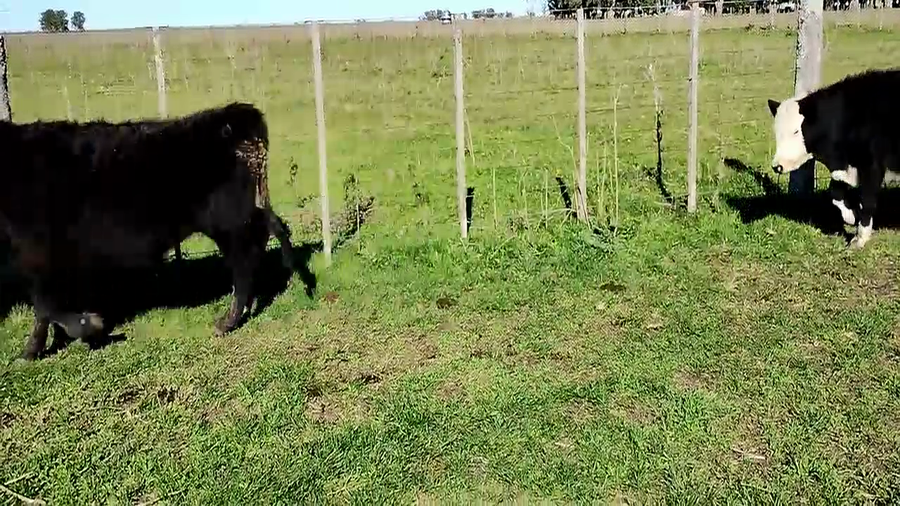 Lote 22 Terneros/as en Olavarría