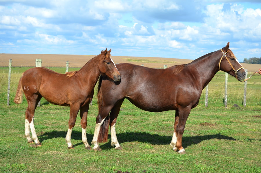 Lote CATANDUVA SINHA