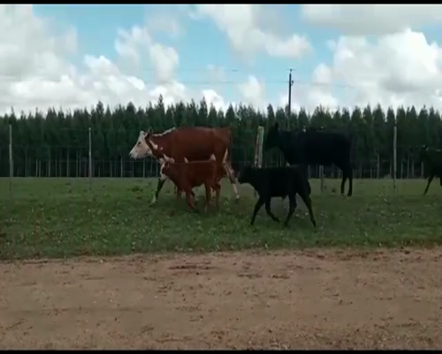 Lote PIEZAS DE CRIA ( 30 VACAS ENTRE 330/340KG  CON 30 TERNEROS ENTRE 70 Y 80KG)