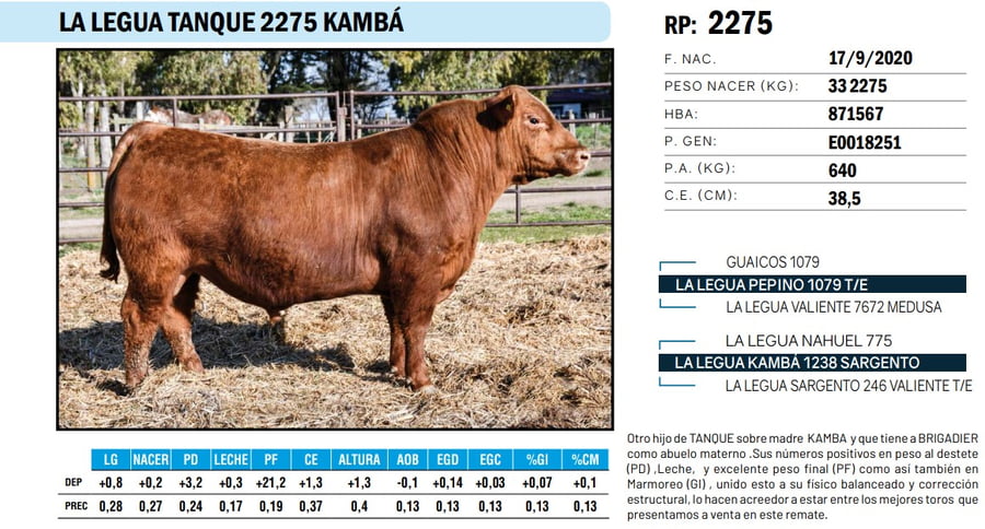 Lote TOROS ANGUS PP