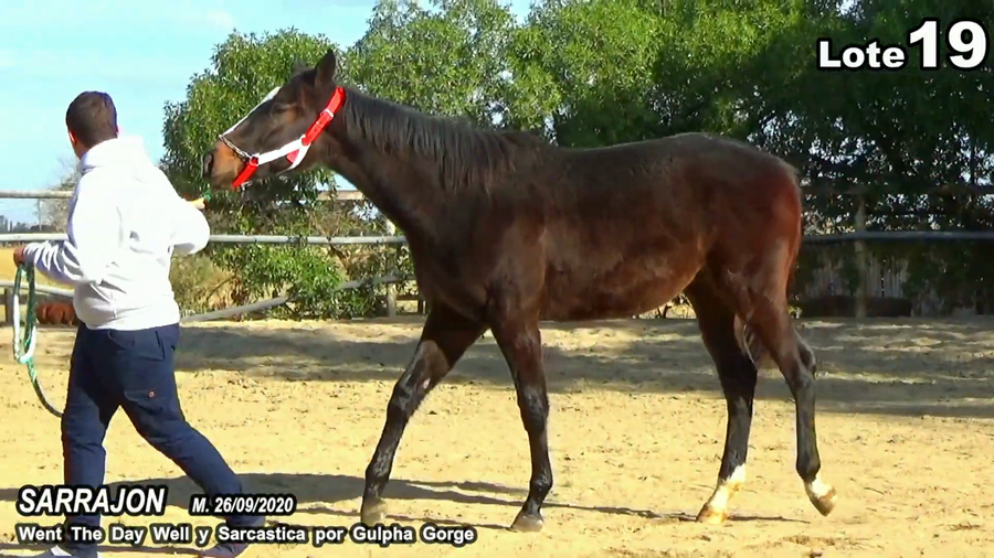 Lote SARRAJON