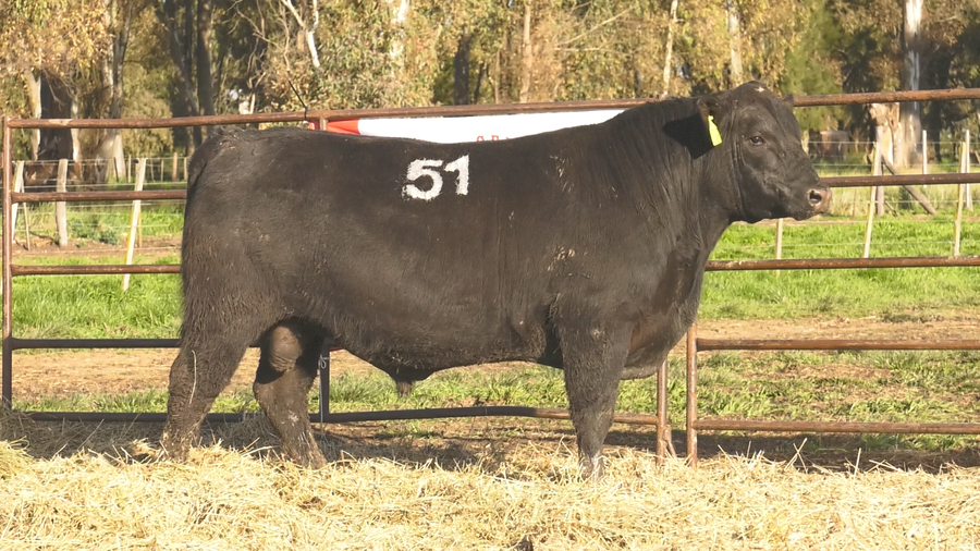 Lote TOROS ANGUS NEGROS  PC