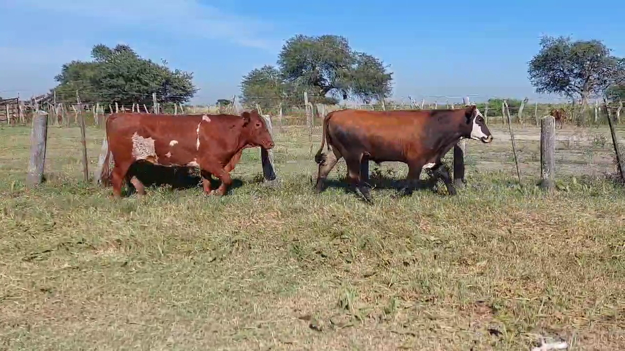 Lote 42 Novillos
