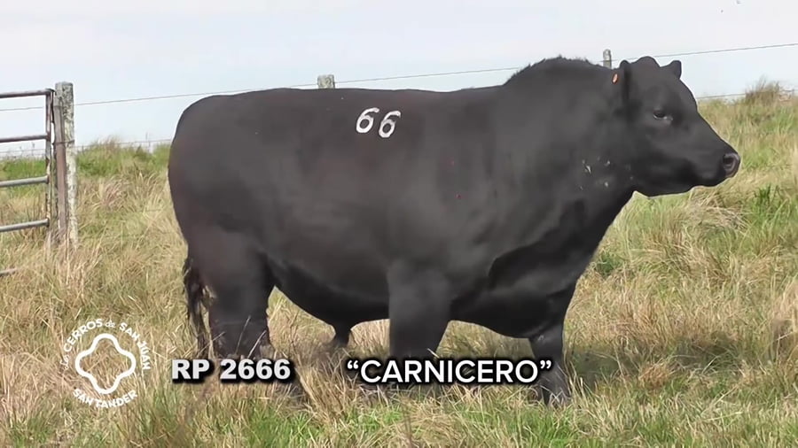 Lote Toro Aberdeen Angus SA de 3 años