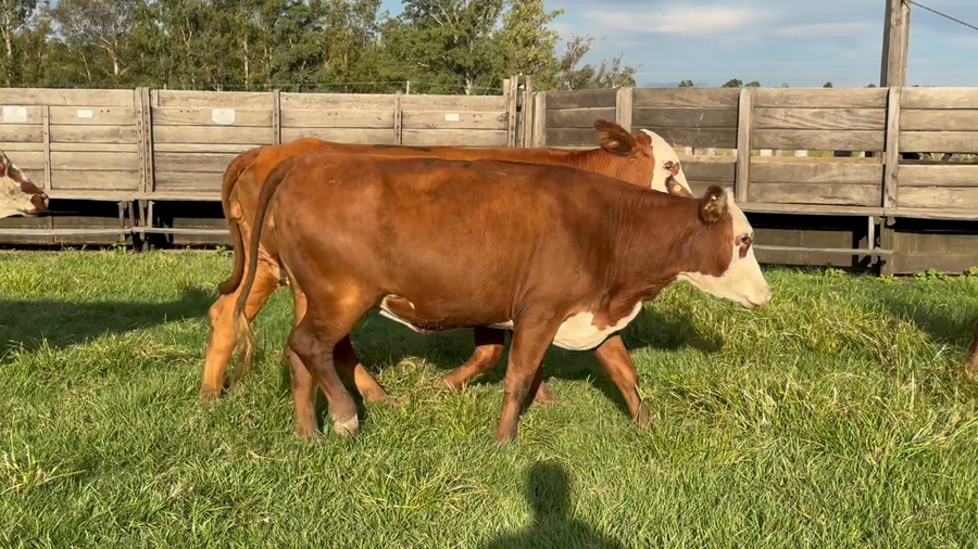 Lote 5 Vaquillonas C/ gtia de preñez