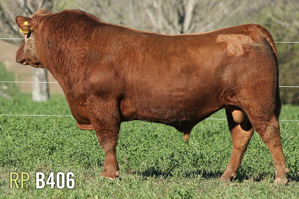 Lote 3 TOROS PUROS DE PEDIGREE