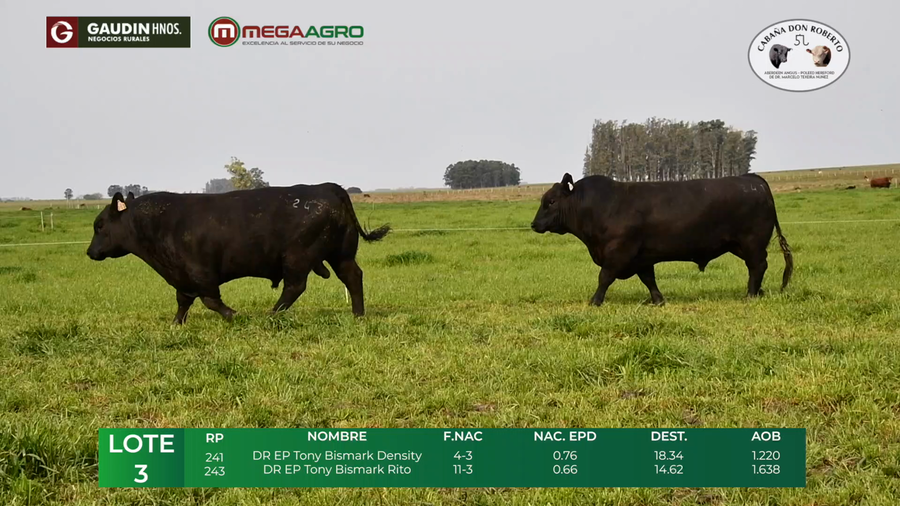 Lote LOTE 3         ANGUS    2 1/2 años