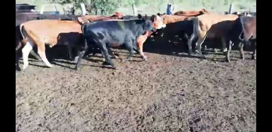Lote 70 Terneros en Villaguay, Entre Ríos