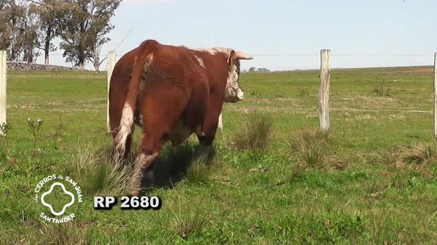 Lote Toro Hereford PO de 3 años