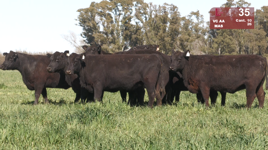 Lote VACAS ANGUS NEGRAS MAS C/GTÍA DE PREÑEZ