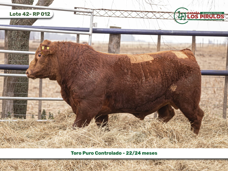 Lote TOROS PUROS CONTROLADOS - 22/24 meses