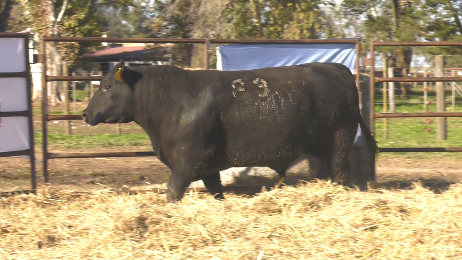 Lote TOROS ANGUS NEGROS  PC