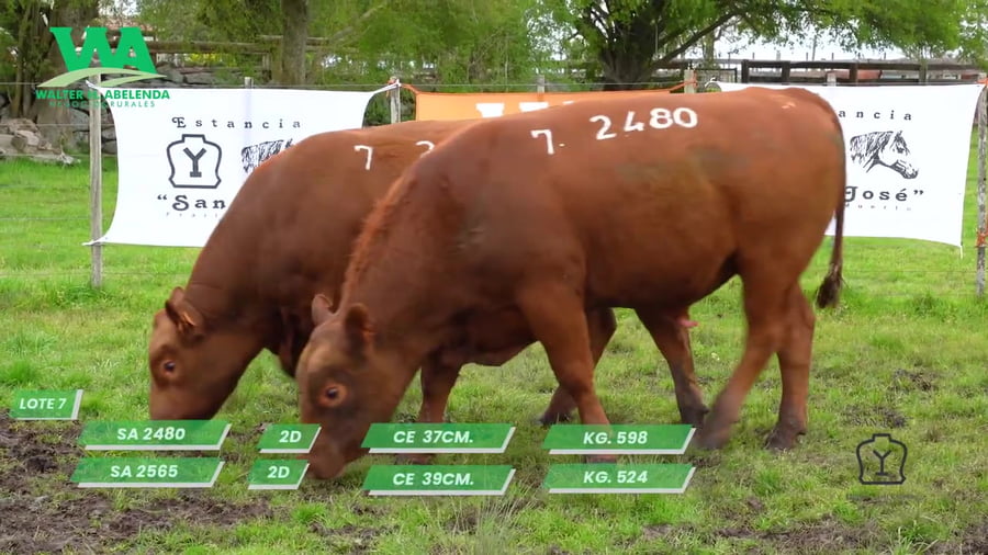 Lote TORO SA