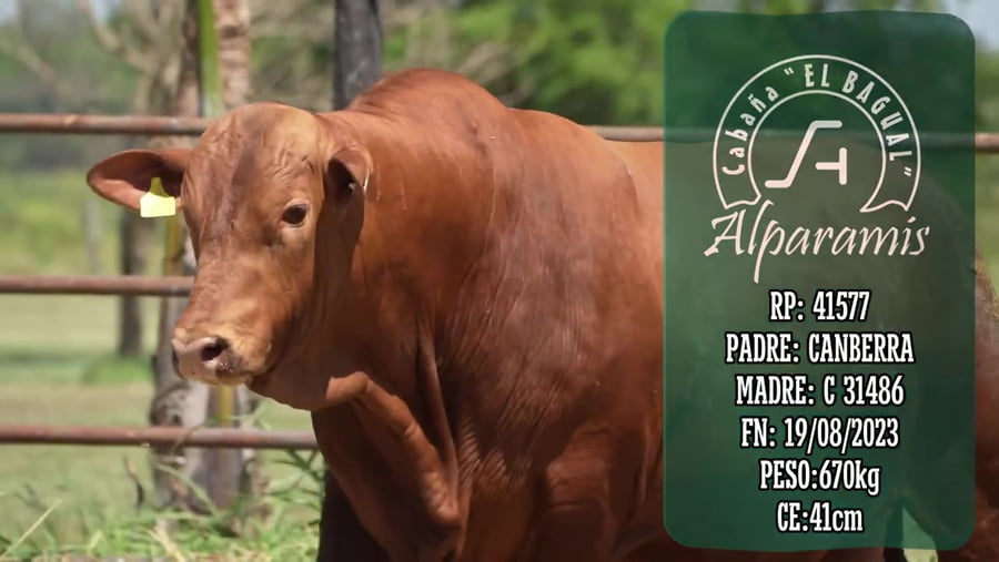 Lote Toro