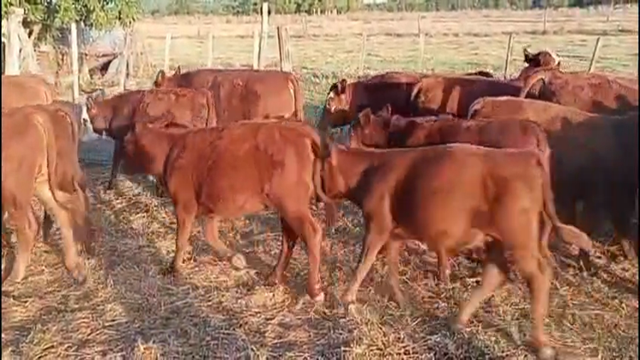 Lote 35 Terneros/as