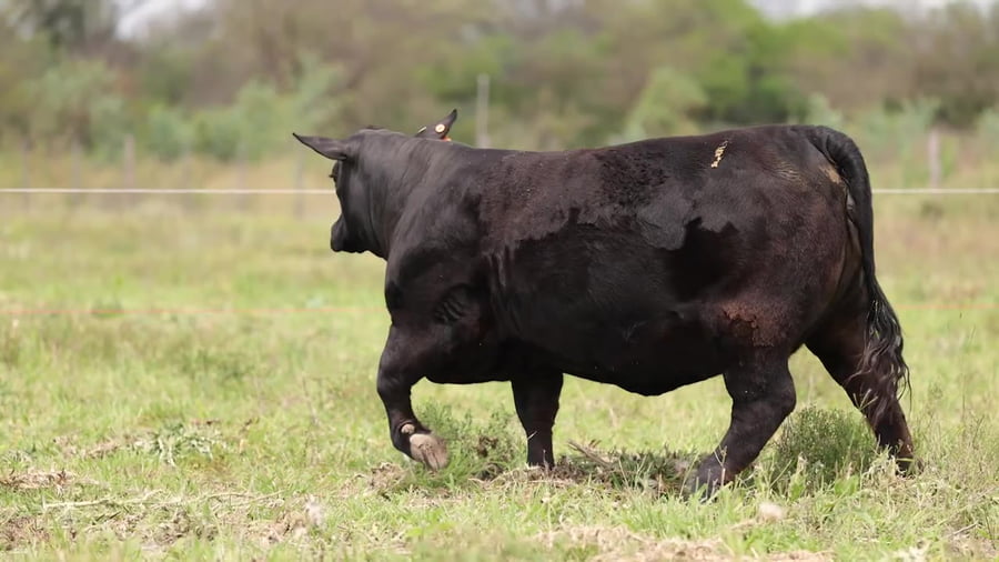 Lote Vaquillonas Brangus PREMIUN - Preñadas - CABAÑA EL CANDIL