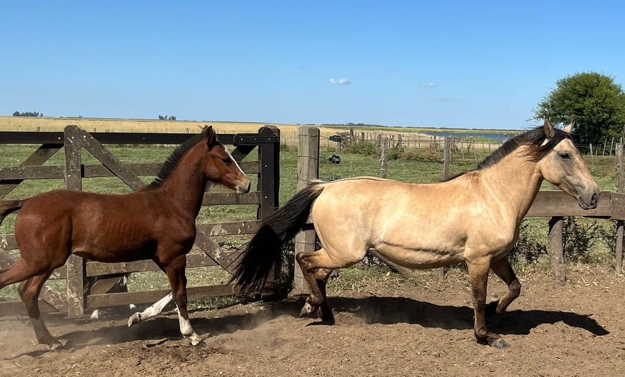 Lote ALTANERO OVEJERA. RP 513