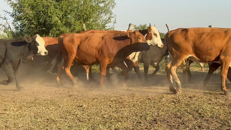 Lote 100 Terneros en Corrientes, Mercedes