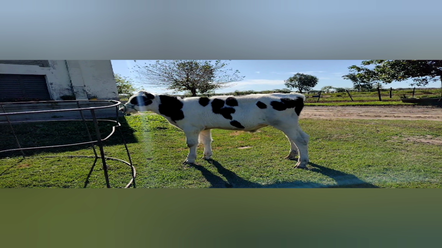 Lote Toros - Establecimiento Dante Albrecht