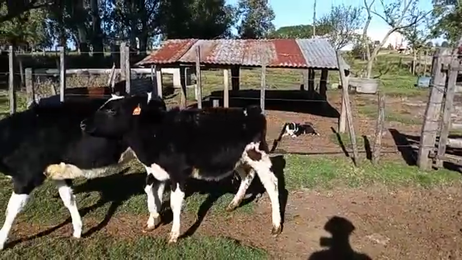 Lote (Vendido)4 Terneras HOLANDO a remate en Pantalla Camy Mayo - Desde La Cuenca 120kg - , San José