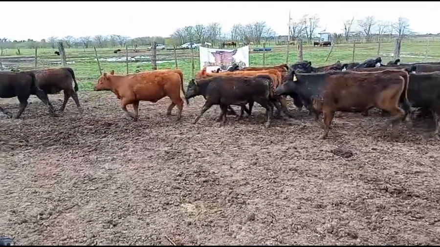Lote 39 Terneras