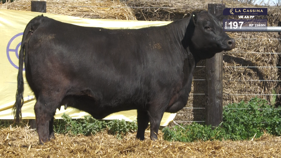 Lote VAQUILLONAS A. ANGUS PP
