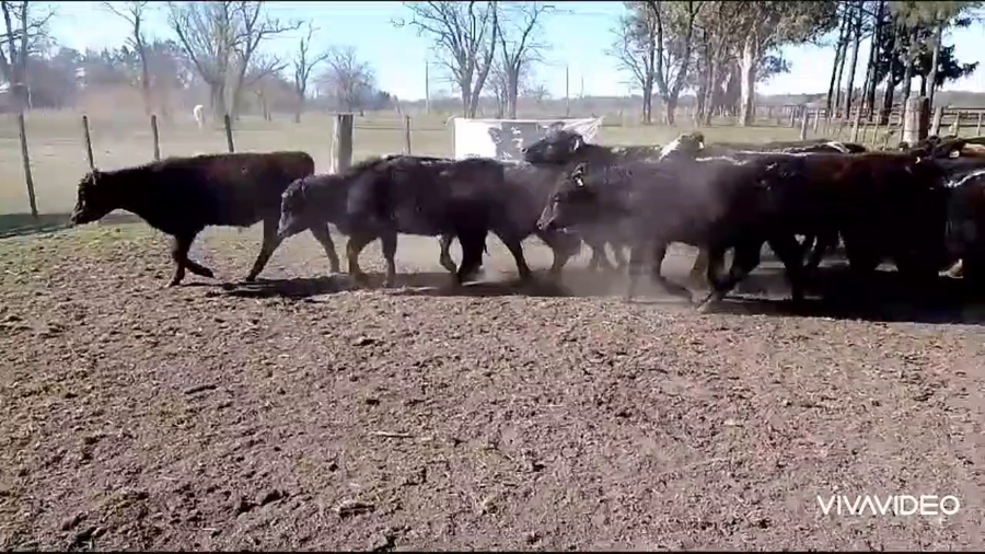 Lote 12 Terneros