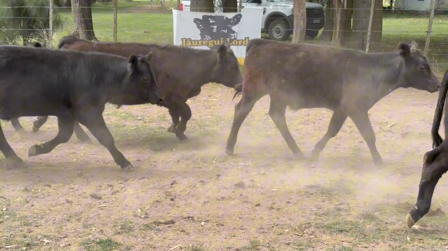 Lote 40 Terneros