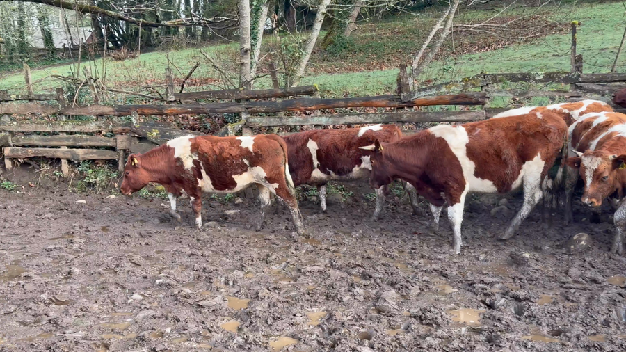 Lote 20 Novillo Engorda en Paillaco, XIV Región Los Ríos