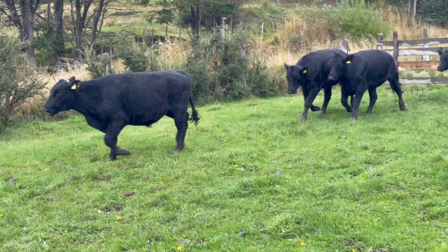 Lote 42 Novillo Engorda en Coyhaique, XI Región Aysén