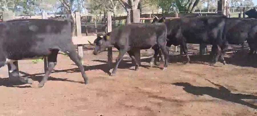 Lote NOVILLOS