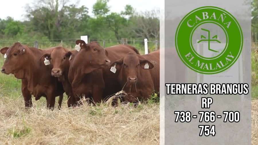Lote Ternera
