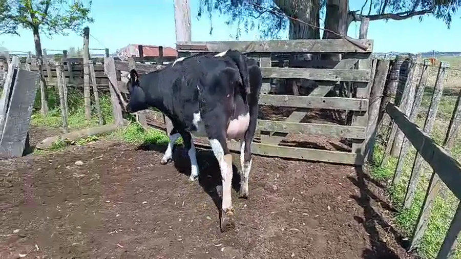 Lote 3 Vaquillonas  a remate en Pantalla Camy 500kg - , San José