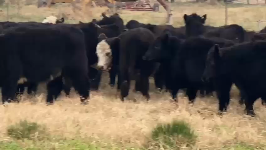 Lote 70 Terneros en Dolores, Buenos Aires