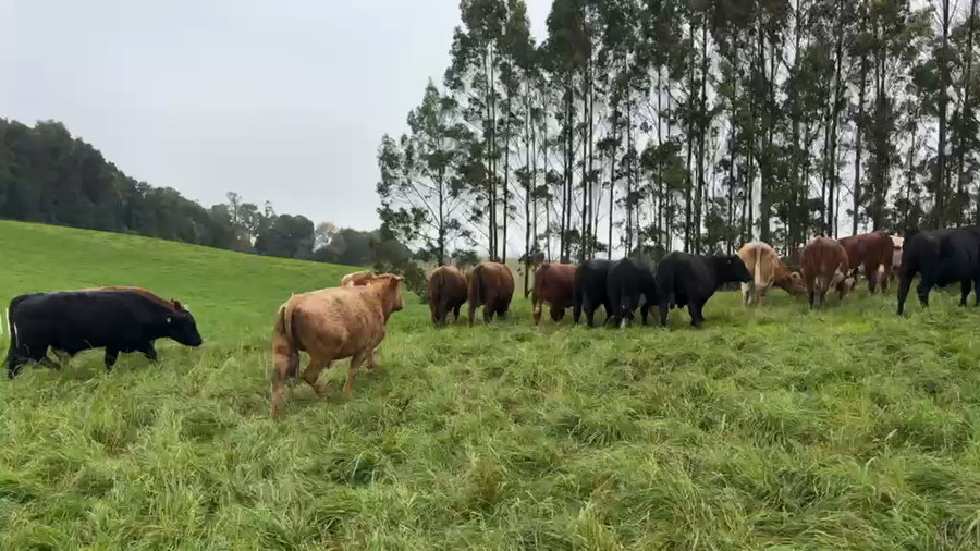 Lote 42 Novillo Engorda